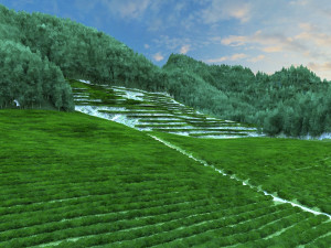 tea garden Model 3D