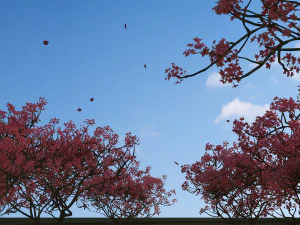 gaj brzoskwiniowy Model 3D