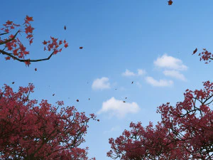 peach grove 3D Model