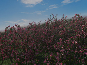 peach blossom 3D Model