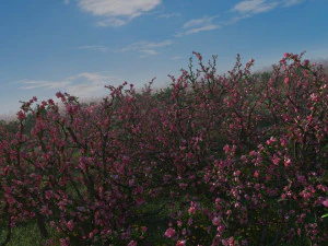 복숭아꽃 3D 모델