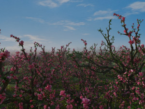 peach blossom Modelo 3D