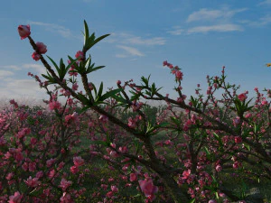 peach blossom 3D Model