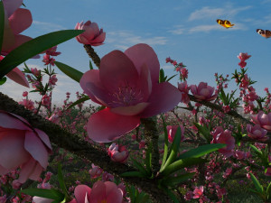 peach blossom Modelo 3D