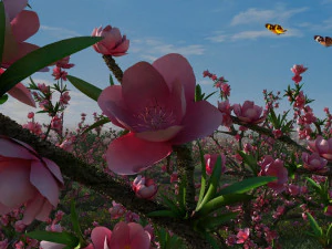 peach blossom 3D Model