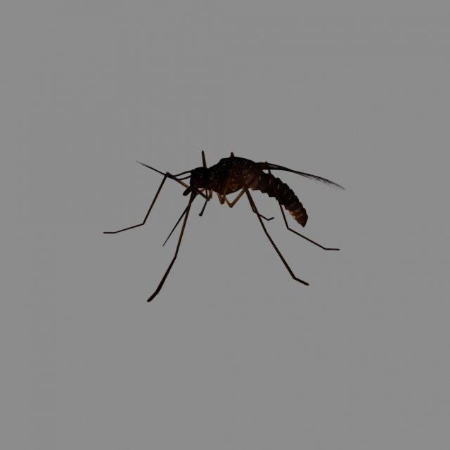 mosquito 3D Model .c4d .max .obj .3ds .fbx .stl .blend 