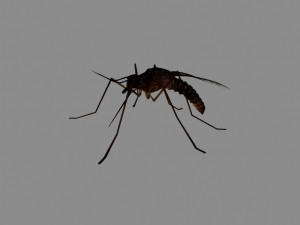 mosquito 3D Model
