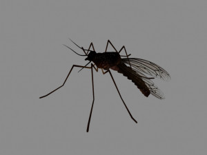 mosquito 3D Model