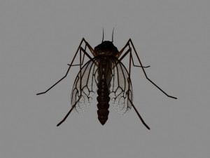 mosquito 3D Model