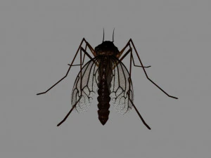 mosquito 3D Model