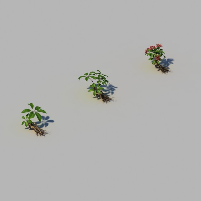 ginseng 3D Model .c4d .max .obj .3ds .fbx .stl .blend 
