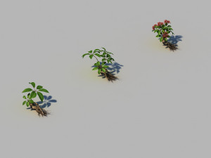 ginseng 3D Model