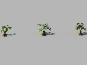 ginseng 3D Model