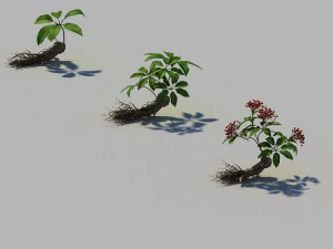 ginseng 3D Model