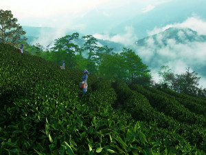 tea garden 3D Model