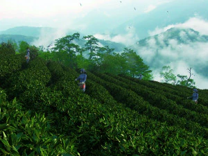 tea garden 3D Model