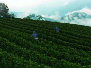 tea garden 3D Model
