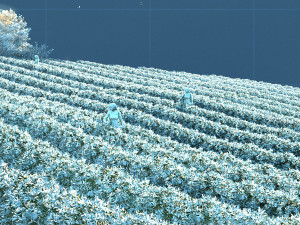 tea garden 3D मॉडल