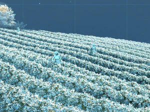 tea garden 3D Model