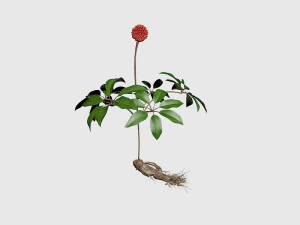 three seven 3D Model