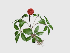 three seven 3D Model