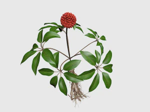 three seven 3D Model