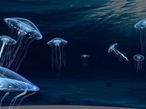 jellyfish 3D Model