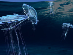 jellyfish 3D Модель
