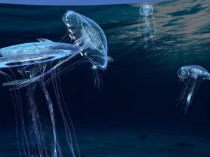 jellyfish 3D Model