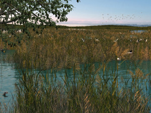 reed marshes Modèle 3D