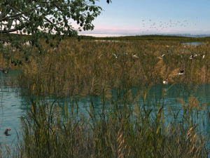 paludi di canneti Modello 3D