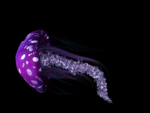 jellyfish 3D Model