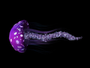 jellyfish 3D मॉडल