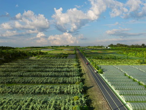 vegetable planting base Modello 3D