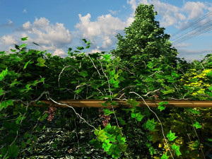 vegetable planting base Modello 3D