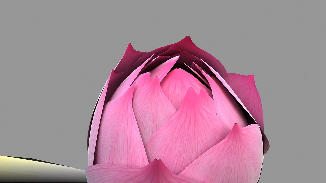 lotus 3D Model .c4d .max .obj .3ds .fbx .stl .blend 