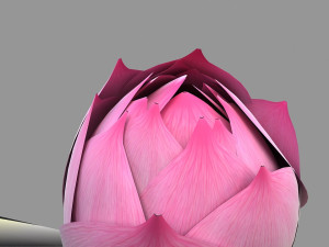 lotus Modelo 3D