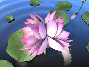 lotus 3D Model