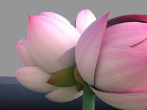 lotus 3D Model