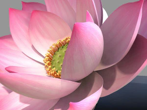 lotus 3D Model