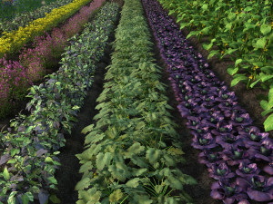 vegetable base 3Dモデル