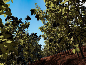 vegetable base 3D Model