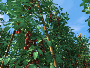 vegetable base 3D Model