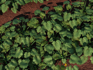 vegetable base 3D Model