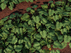 vegetable base 3D Model