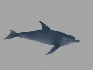 lumba-lumba Model 3D