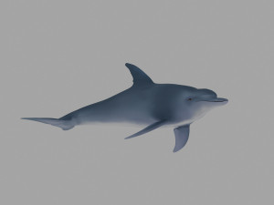 dolphin Model 3D
