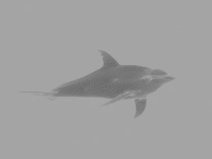 dolphin 3D Model