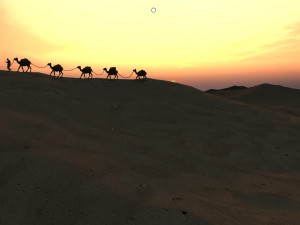 desert camel 3Dモデル