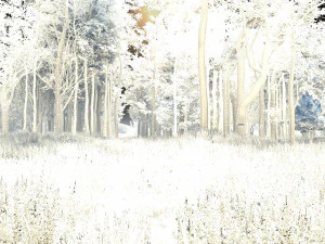 lavender 3D Model